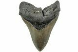 Serrated, Fossil Megalodon Tooth - North Carolina #226491-1